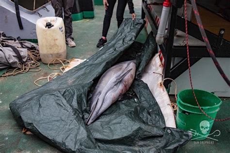 Salvaguardia delfini, un’altra strage scoperta da Sea Shepherd - Green.it