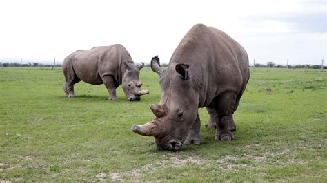 Scientists Used Ivf To Make First Northern White Rhino Embryos — Quartz