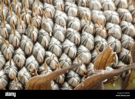 Close Up Of Fresh Sunflower Seeds On Sunflower Seed Crown Stock Photo