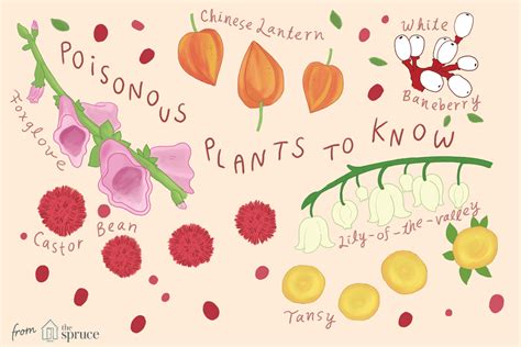 Pictures of Poisonous Plants for Identification