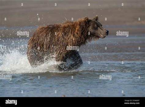 Alaskan coastal brown bear Stock Photo - Alamy