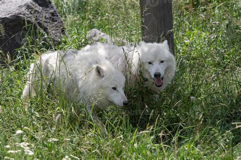 Arctic Wolfs Enjoying The Morning Sun Canis Lupus Arctos Stock