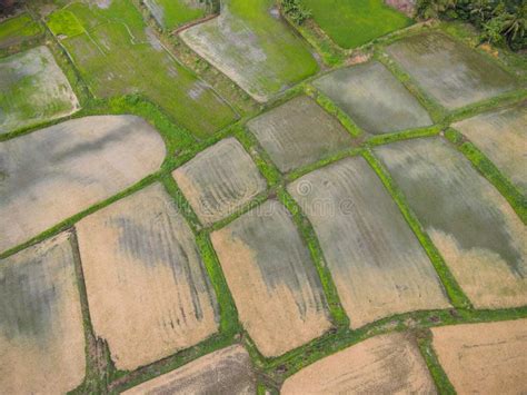 Aerial View Of The Green Rice Fields Nature Agricultural Farm