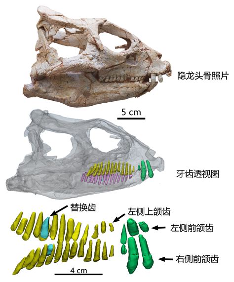 我校古生物学者揭秘最古老角龙的换牙方式 欢迎访问中国地质大学！