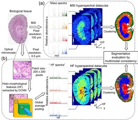 多模态融合方法划分质谱成像数据感兴趣区域新闻科学网