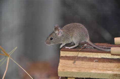 Laoshu 老鼠 Tikus Belajar Bahasa Flora Fauna Tionghoa org