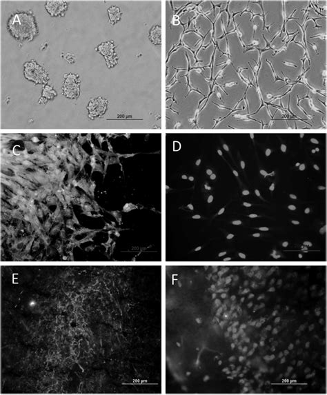 Representative Photomicrographs Of The Morphology Differentiation And Download Scientific