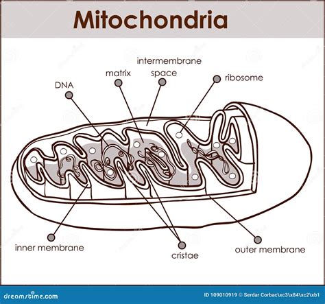 Illustratore Di Vettore Della Sezione Trasversale Dei Mitocondri