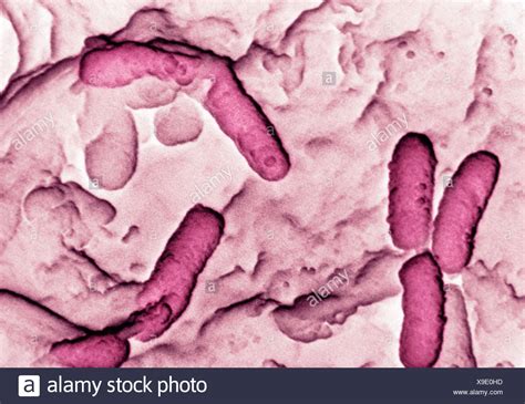 Bacterium Micrograph High Resolution Stock Photography And Images Alamy