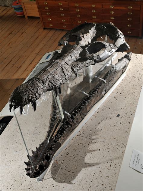 Pictures: Largest "Sea Monster" Skull Revealed?