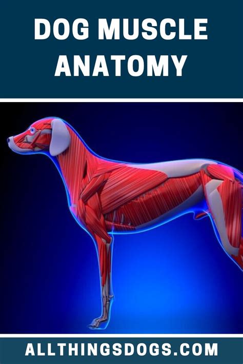 Dog Muscle Anatomy | Dog anatomy, Muscle anatomy, Muscle