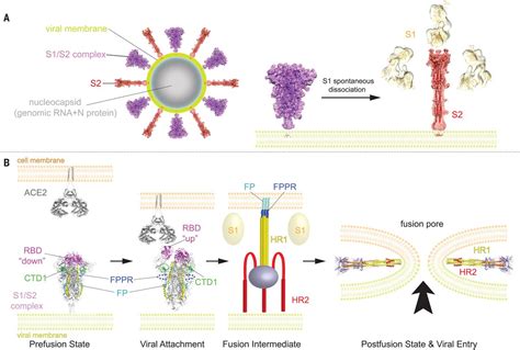 Distinct Conformational States Of SARS CoV 2 Spike Protein Science