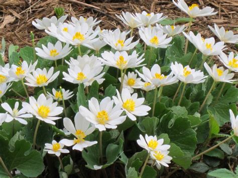 Sanguinaria canadensis Info Page