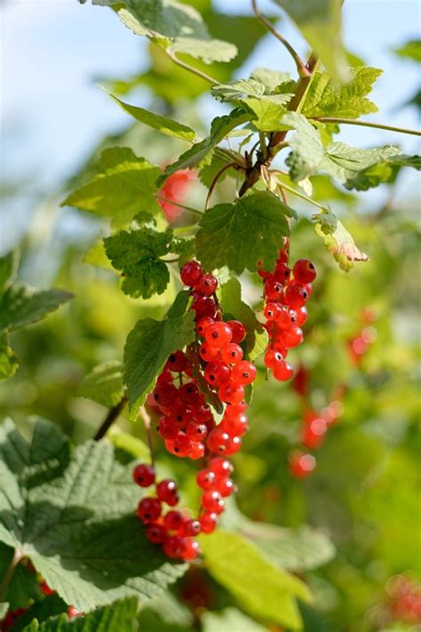 Currant Currants Fruit Red Free Photo On Pixabay Pixabay