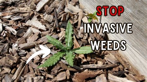 How To Stop The Most Invasive Weeds In The Garden Don T Make These Mistakes Youtube