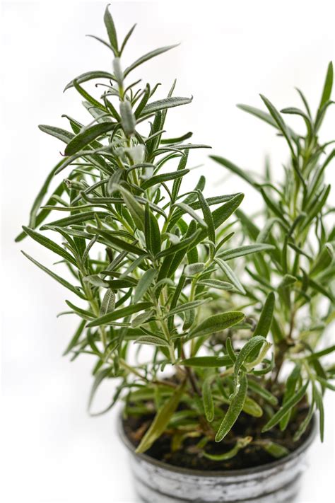 Indoor Rosemary Plant Care - The Girl with a Shovel