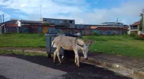 Moradores Flagram Jumento Abandonado No Parque S O Bento Em Sorocaba