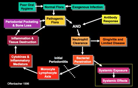 Pathogenesis Of Periodontal Disease Flashcards Quizlet