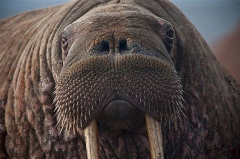 Walrus Reign