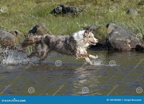 Two Australian Shepherd Dogs Run Stock Image Image Of Norway