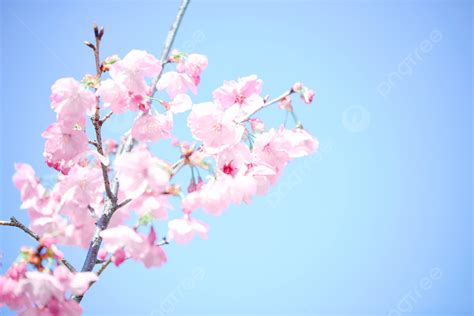 Romantic Outing With Cherry Blossoms In Spring Background Plant