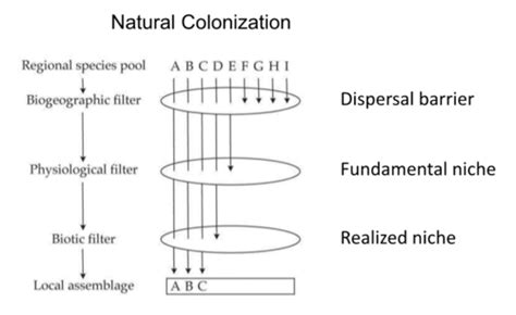 Ecology Invasive Species Flashcards Quizlet