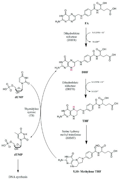 Synthetic Pathway Of Folate Metabolism Dhfr Catalyzes The Passage Of A