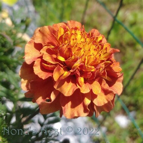 10 Strawberry Blonde Marigold Seeds Etsy