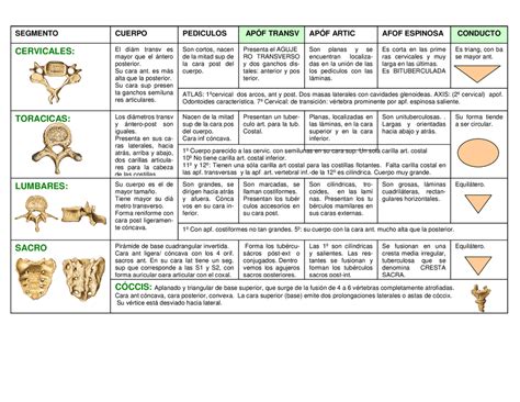 Cuadro Comparativo Vertebras Cuadro Sin Ptico Vertebras Udocz The