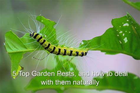 5 Most Destructive Garden Pests How To Keep Common Bugs Out Of Garden