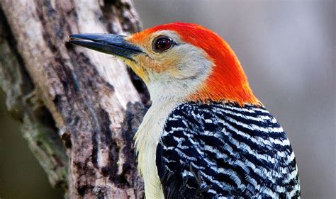 Although A Red Bellied Woodpecker Has A Conspicuous Red Head It