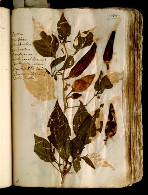 Ulisse Aldrovandi Herbarium — University Museum Network Sma