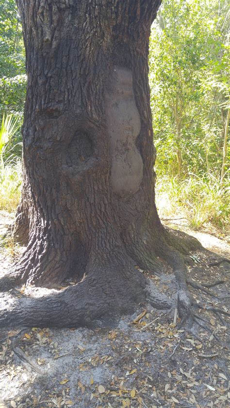 The Devils Tree Smithsonian Photo Contest Smithsonian Magazine