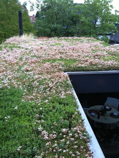 sedum roof | Daktuinen, Tuin en landschap, Tuin ideeën