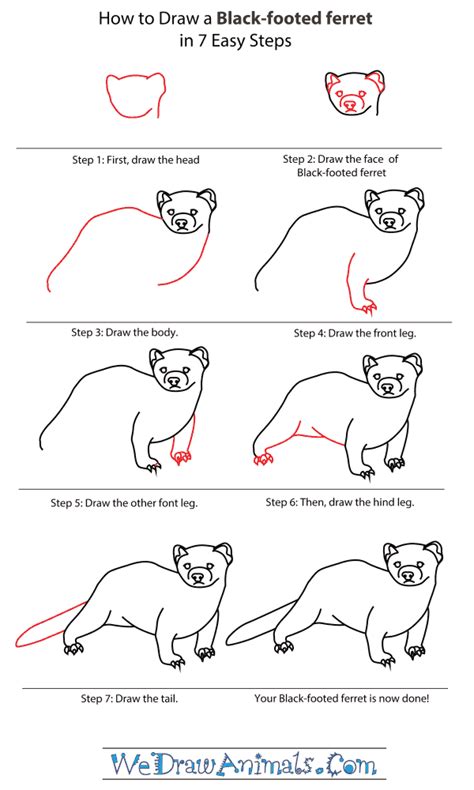 How to Draw a Black-Footed Ferret