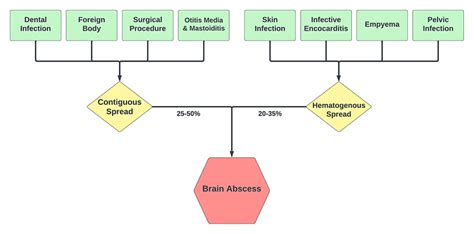 Pathogenesis Of Brain Abscess Formation Download Scientific Diagram