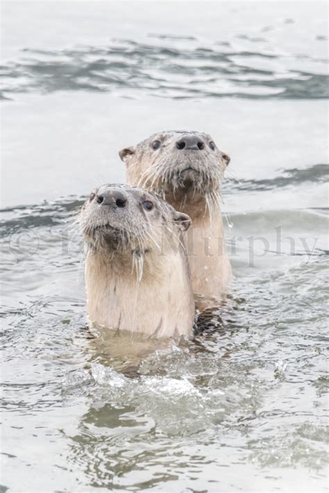 River Otter Swimming – Tom Murphy Photography