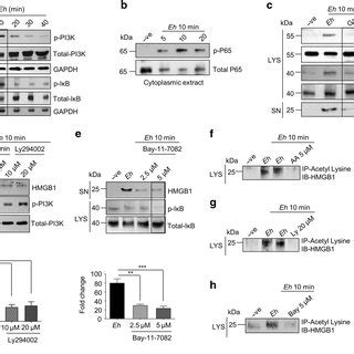 PI3K and NF κB signaling pathways are required for the acetylation and