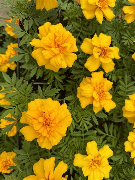 What To Know About Growing Marigolds 27 East