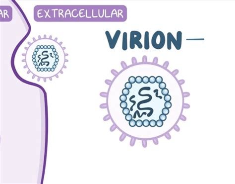 MicroBio Viruses Ch 13 Flashcards Quizlet