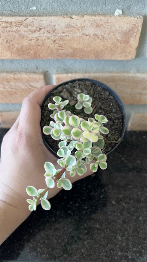 Portulacaria Afra Variegata Pote Suculentas Holambra