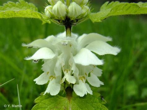 Lamier Blanc Lamium Album Biodiv Pays De La Loire Pays De La Loire