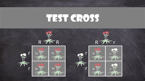 Test Cross Examples In Genetics