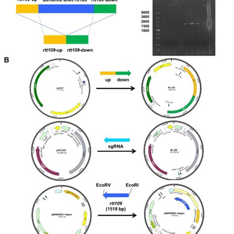 Construction Of Recombinant Plasmid A The Deletion Principle Of