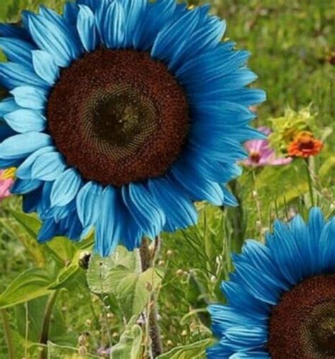 100pcs Blue Sunflower Seeds Plants Garden Plants Bonsai Rare Flower Colorful Organic Etsy