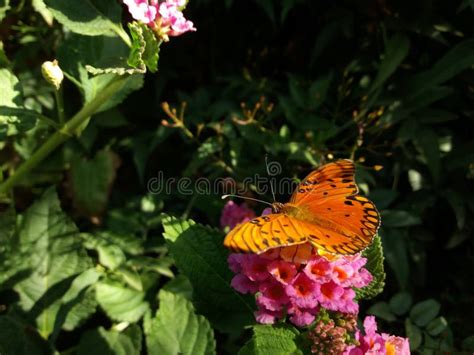 Gulf Fritillary Butterfly Orange Stockfoto Bild Von Unterfamilie