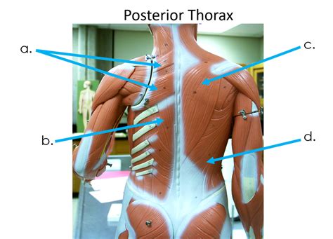 Posterior Thorax Diagram | Quizlet