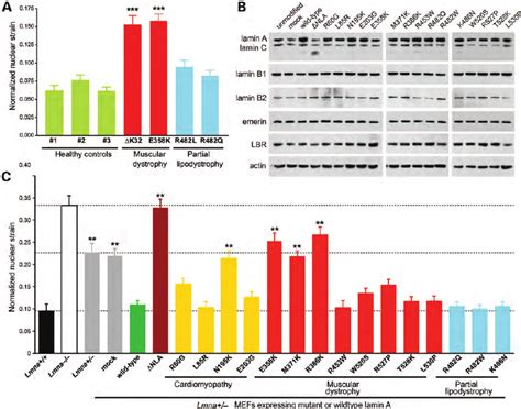 Myopathic Mutations In LMNA Have Variable Effects On Nuclear Stiffness