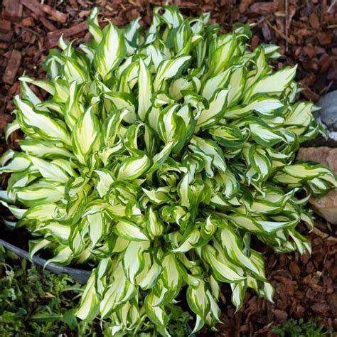 Funkia Hosta Teeny Weeny Bikini Miniaturka W DONICZCE 2 0L Arena Pl