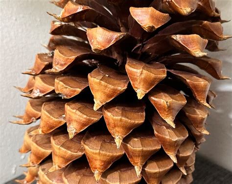 10 X 6 Coulter Widowmaker Pine Cone Weighs 2 Lbs Etsy